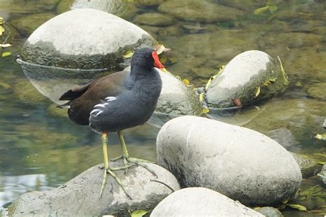 水雞|物種介紹：紅冠水雞(Gallinula chloropus) 